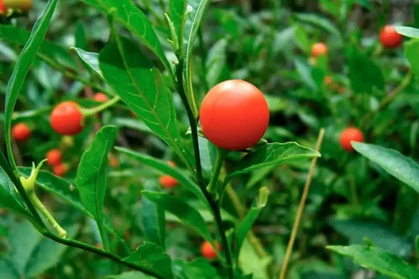 Ashwagandha-Withania-somnifera-1